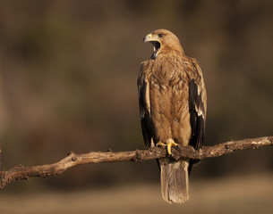 aguila imperial