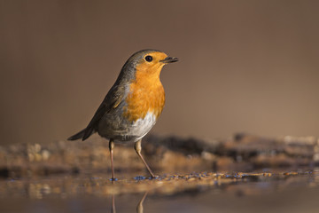 Wildlife