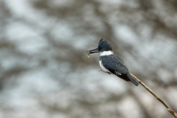 Wildlife