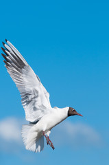 Gull in Flight