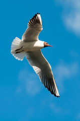 Gull in Flight