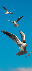  Gull in Flight