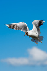 Gull in Flight