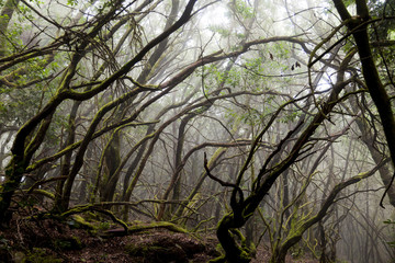 Obraz premium Canary Islands: La Gomera, Garajonay national park