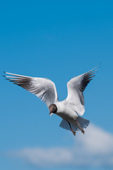 Gull in Flight