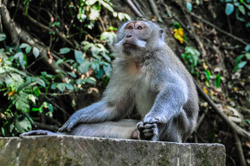 Balinese macaque in Monkey Forest in Ubud, Bali