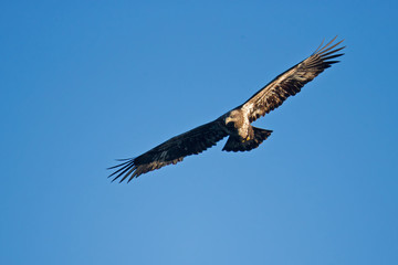 Wildlife