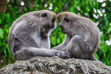 Balinese macaques in Monkey Forest in Ubud, Bali