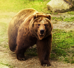 Cute russian bear walking on green grass. Nature background.
