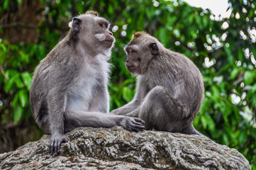 Naklejka na ściany i meble Balinese macaques in Monkey Forest in Ubud, Bali