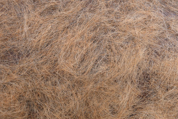 Dogs hair after molting