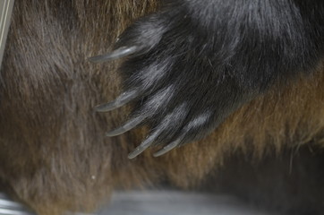 the bear's paw