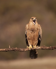 Fototapeta premium AGUILA IMPERIAL