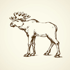 Fototapeta na wymiar Elk. Vector drawing