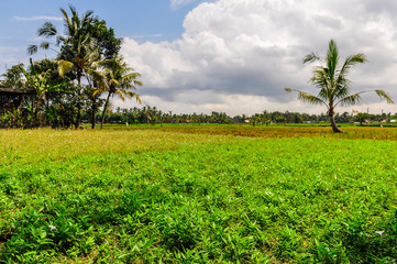 Rice fields in Ubud, Bali