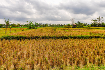 Fototapeta premium Rice fields in Ubud, Bali
