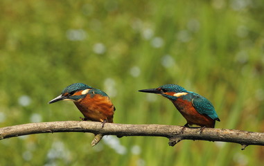 Wildlife