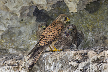 Wildlife