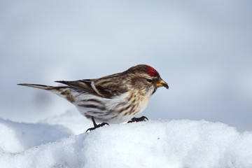 Wildlife