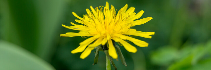 Löwenzahn - Taraxacum