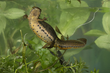 Wildlife