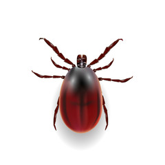 Harvest bug on a white background wiht shadow. illustration