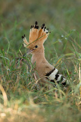 Wildlife