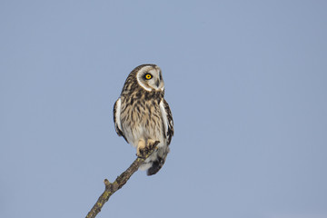 Wildlife