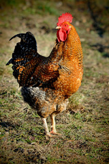 Beautiful cock. colorful rooster.