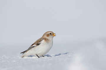 Wildlife