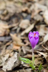 Snowdrops in the woods. Awakening. Spring