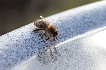 A thirsty bee is drinking from a water bowl
