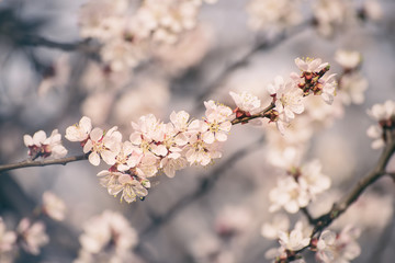 Apricot tree flower with buds and blossoms blooming at springtime, vintage retro floral background