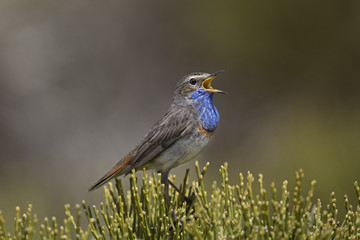 Wildlife