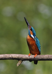 Wildlife
