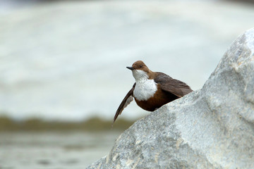 Wildlife