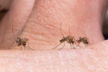 Three of Mosquitoes bites on her/his foot. Allergy and blood on the skin, danger of Dengue and Zika Virus.