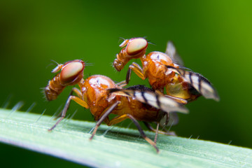 Mating shots of insects. Insects mating.