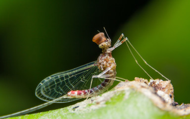 Bugs and Insects. Super Macro