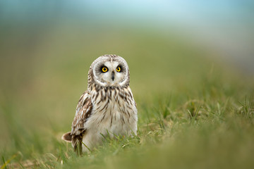 Wildlife