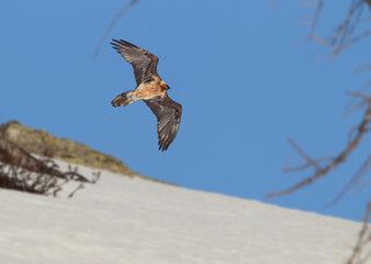 Wildlife
