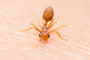 Red ant bite the hand, prevent the enemy from attacking.