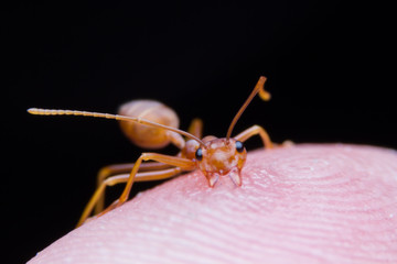 Red ant bite the hand, prevent the enemy from attacking.