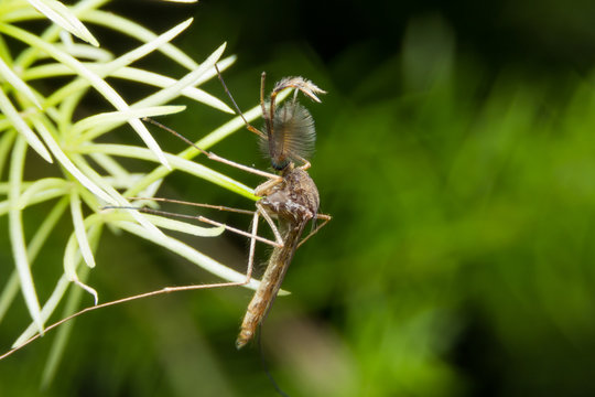 Mosquito close up