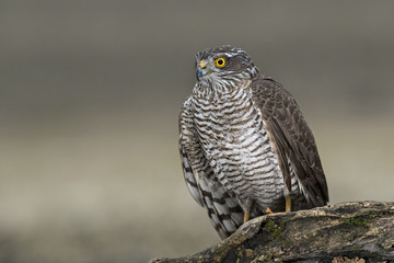 Wildlife