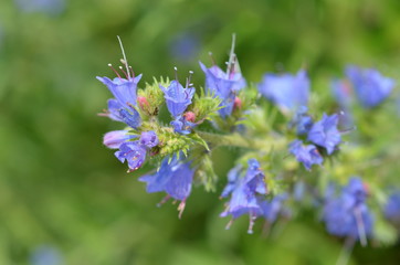 Natternkopf, blau-violette Blüten