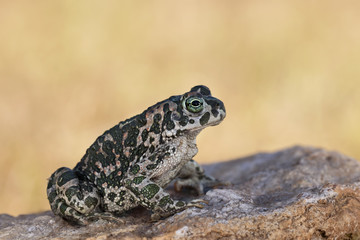Wildlife