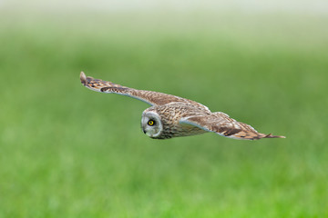 Wildlife