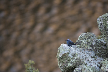 Wildlife