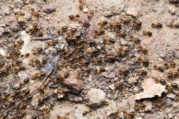 Termite, Termites eat wood like an animal in the house